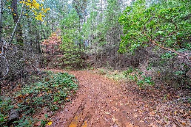 a view of plants and trees