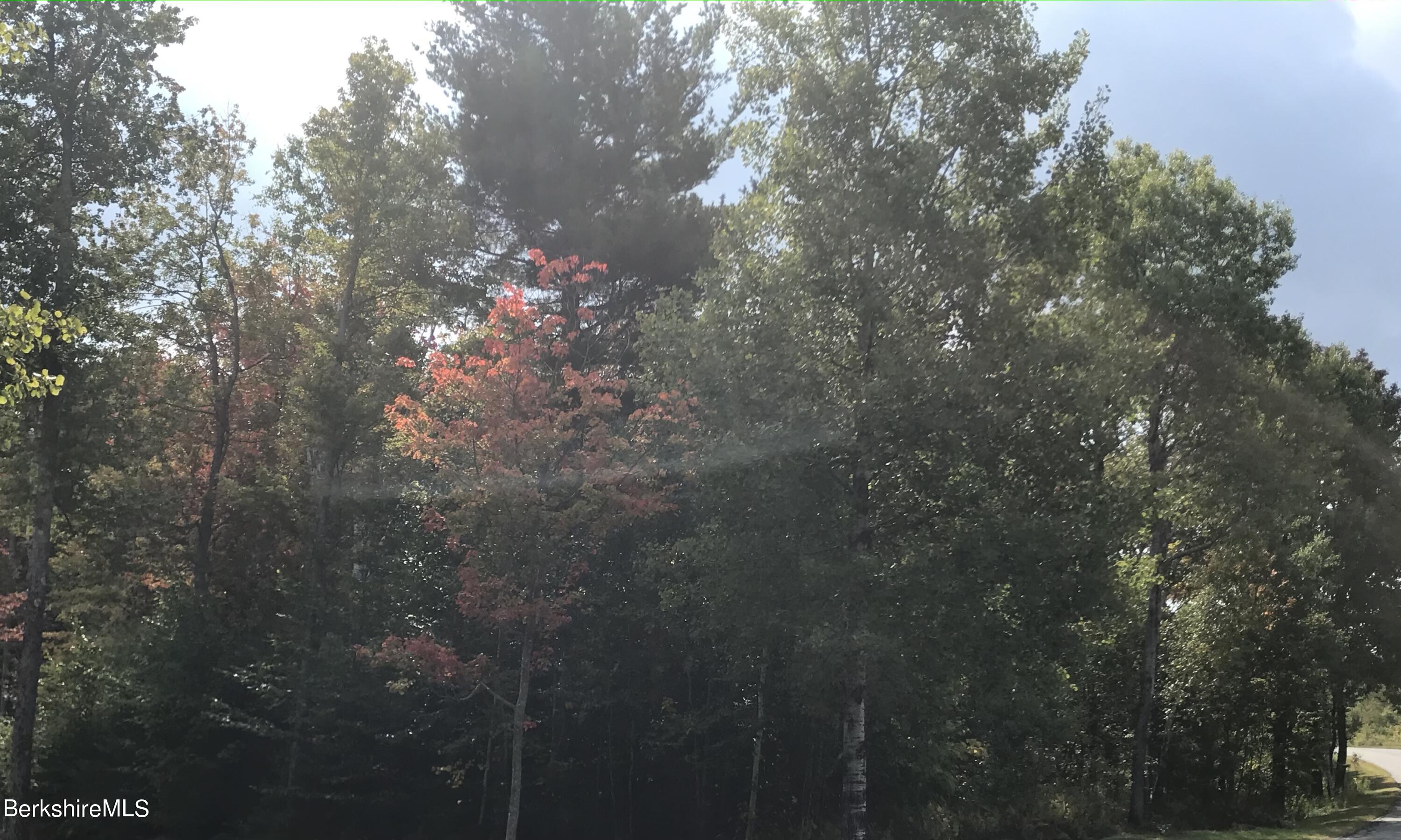Lot #15 Chapel Road Savoy, MA 01256 - Photo 2 of 2 a close up of a tree