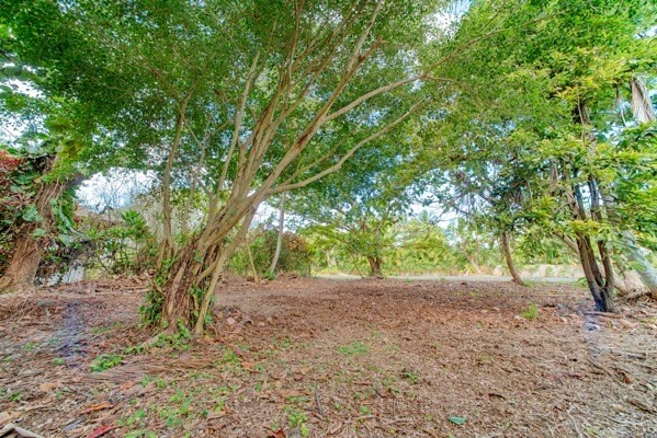 3671 Anini Road Princeville, HI 96722 - Photo 6 of 11 a view of backyard with large trees