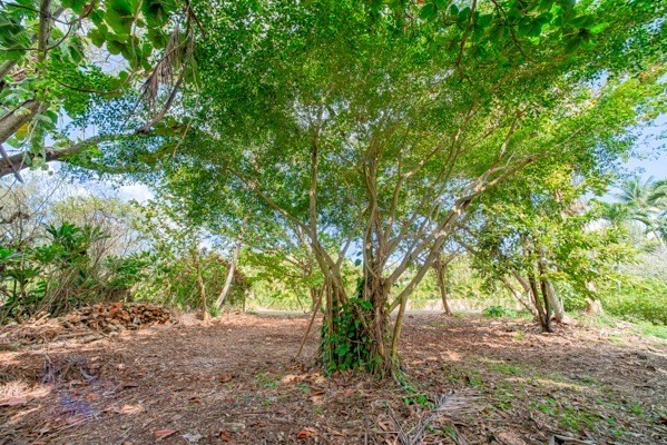 3671 Anini Road Princeville, HI 96722 - Photo 8 of 11 a view of a forest with trees