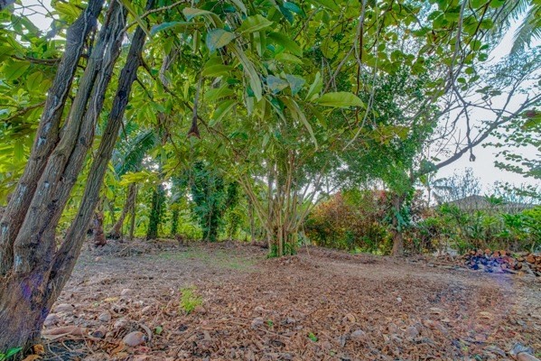 3671 Anini Road Princeville, HI 96722 - Photo 9 of 11 a view of outdoor space and tree