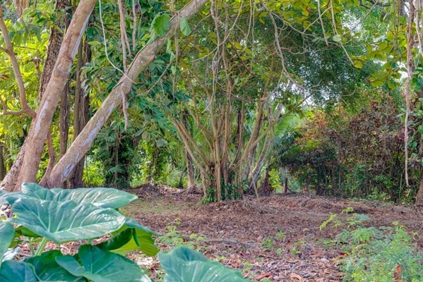 3671 Anini Road Princeville, HI 96722 - Photo 10 of 11 a view of backyard with green space