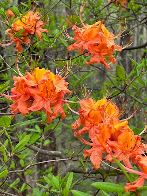 Lot 11 Creek Camp Road Ellijay, GA 30536 - Photo 14 of 40 a backyard of a house