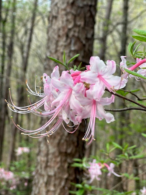 Lot 11 Creek Camp Road Ellijay, GA 30536 - Photo 15 of 40 a bathroom with a sink and mirror