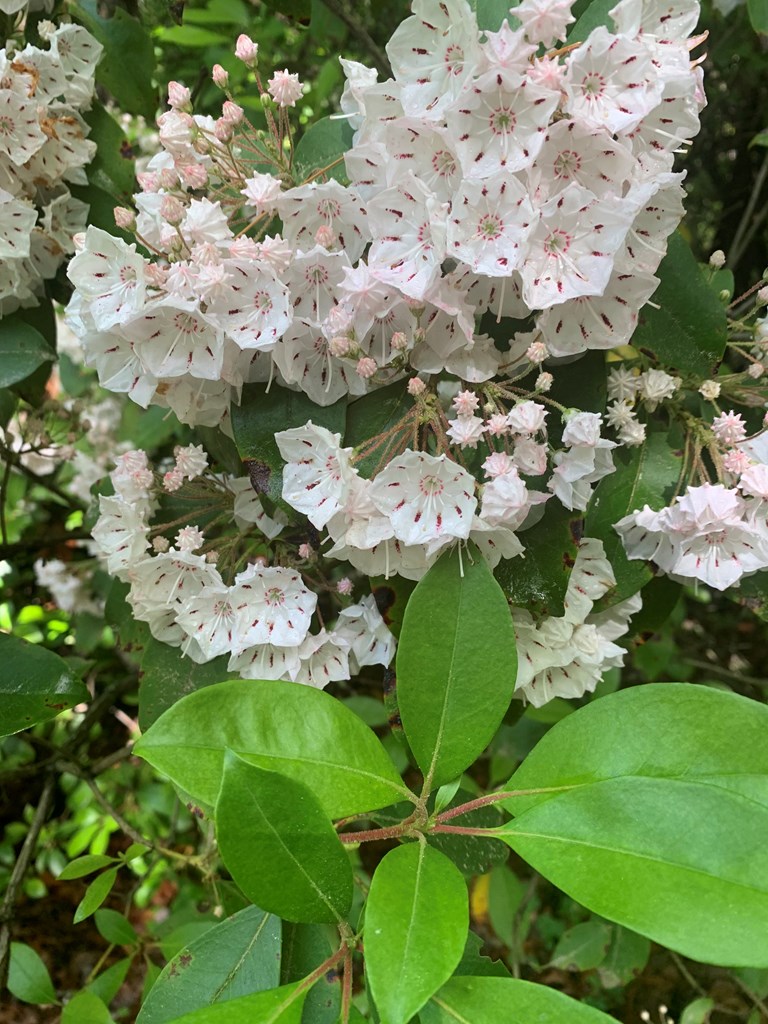 Lot 11 Creek Camp Road Ellijay, GA 30536 - Photo 16 of 40 a picture of flowers