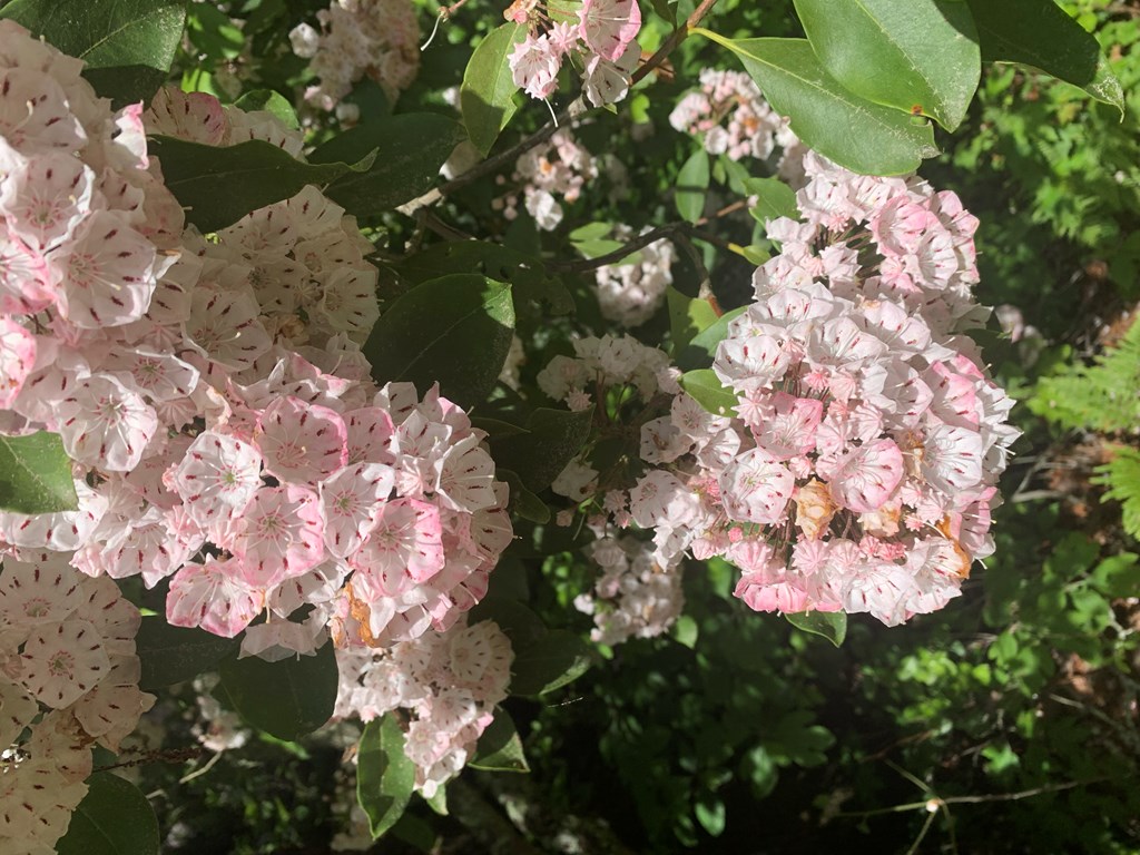 Lot 11 Creek Camp Road Ellijay, GA 30536 - Photo 17 of 40 a picture of flowers