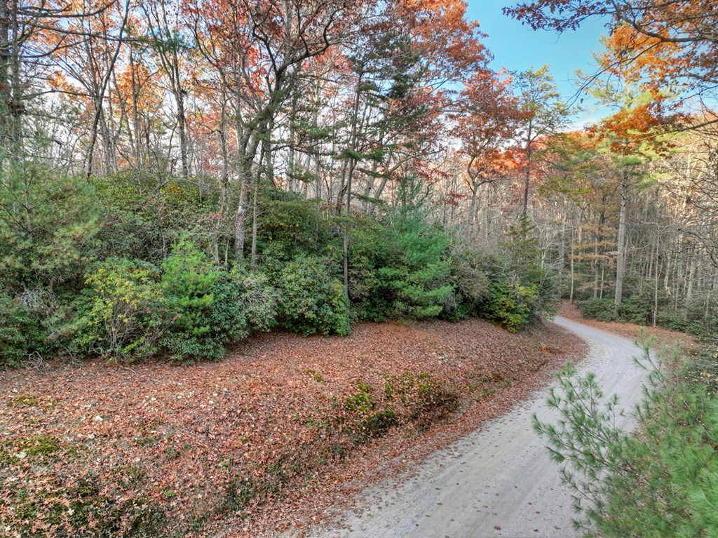 Lot 11 Creek Camp Road Ellijay, GA 30536 - Photo 3 of 40 a view of a dirt road with large trees