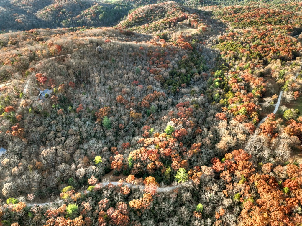 Lot 11 Creek Camp Road Ellijay, GA 30536 - Photo 33 of 40 a view of a tree