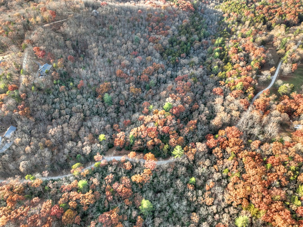 Lot 11 Creek Camp Road Ellijay, GA 30536 - Photo 35 of 40 a view of a tree