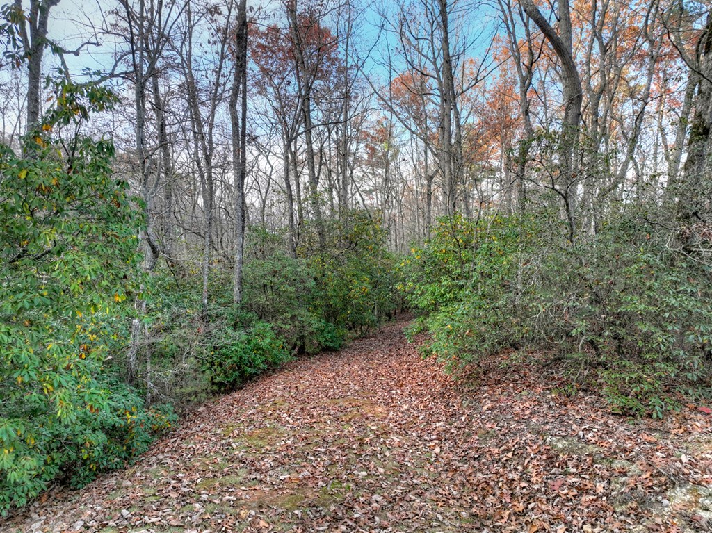 Lot 11 Creek Camp Road Ellijay, GA 30536 - Photo 6 of 40 a big yard with lots of green space and deers