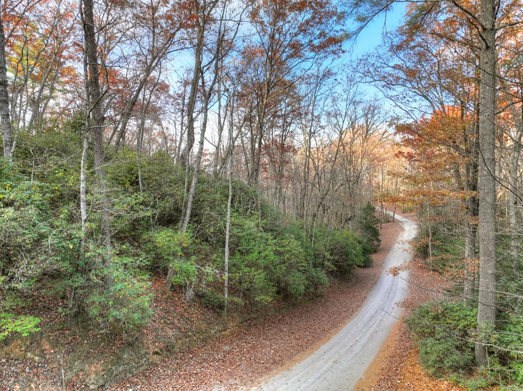 Lot 11 Creek Camp Road Ellijay, GA 30536 - Photo 9 of 40 a view of a forest with trees