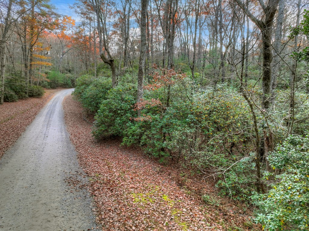 Lot 11 Creek Camp Road Ellijay, GA 30536 - Photo 10 of 40 a view of a yard with plants and large trees
