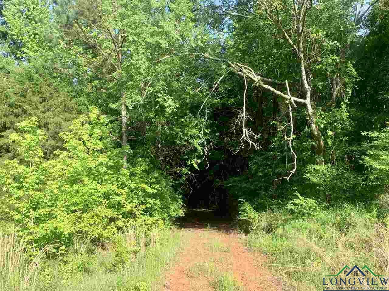 4105 Hall Road Daingerfield, TX 75638 - Photo 6 of 17 Gallery Image 6