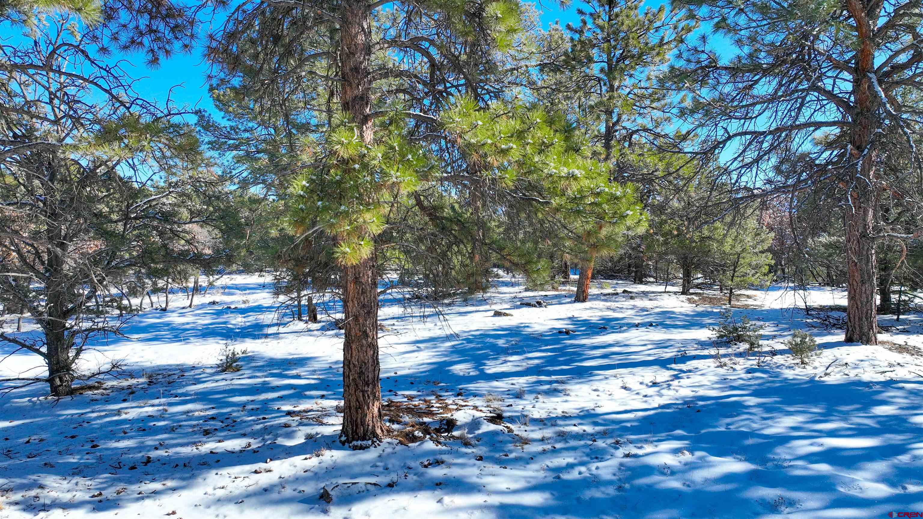 681 Marmot Drive Ridgway, CO 81432 - Photo 11 of 28 a view of a yard with trees
