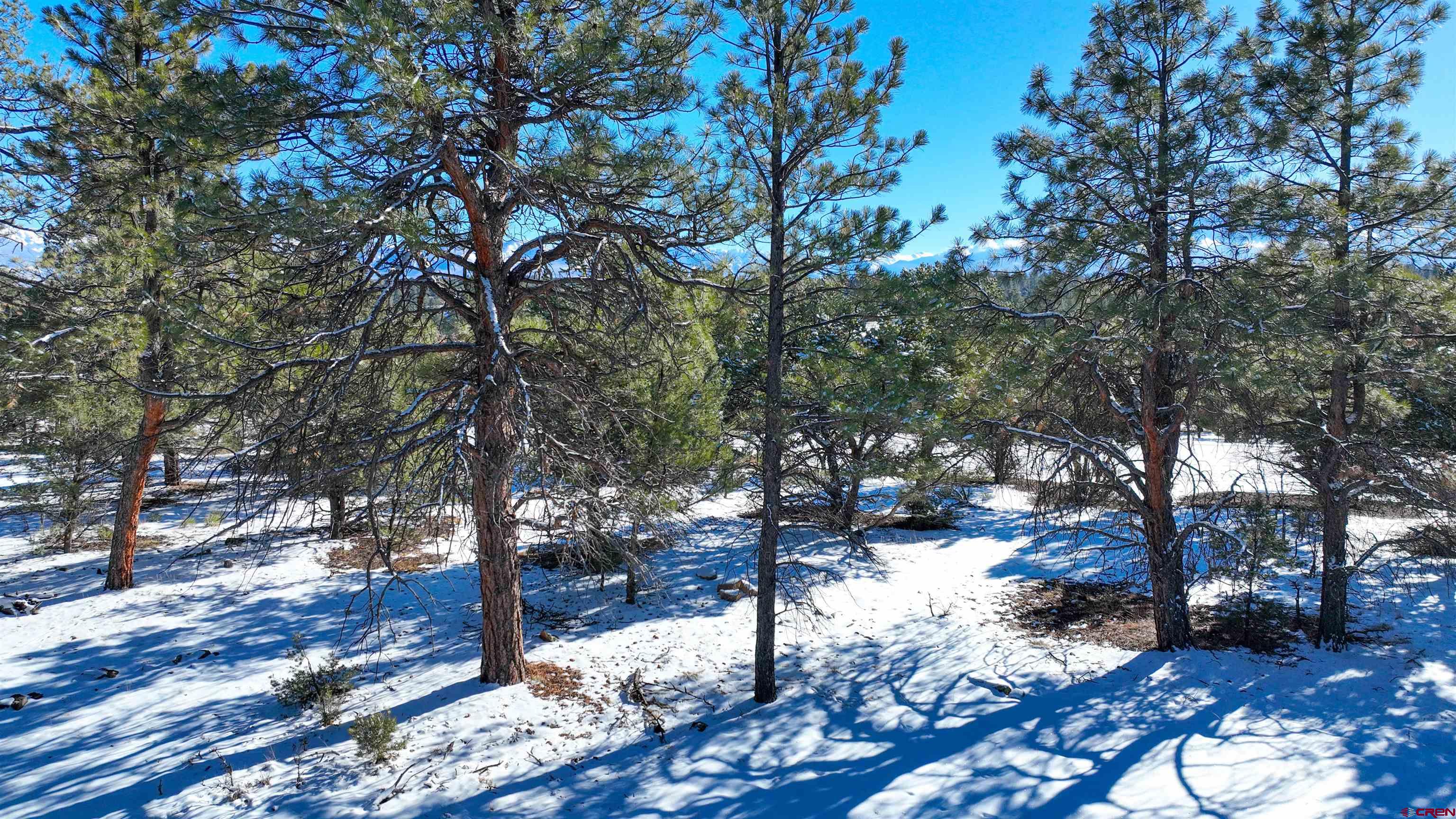 681 Marmot Drive Ridgway, CO 81432 - Photo 20 of 28 a tree in the middle of a yard