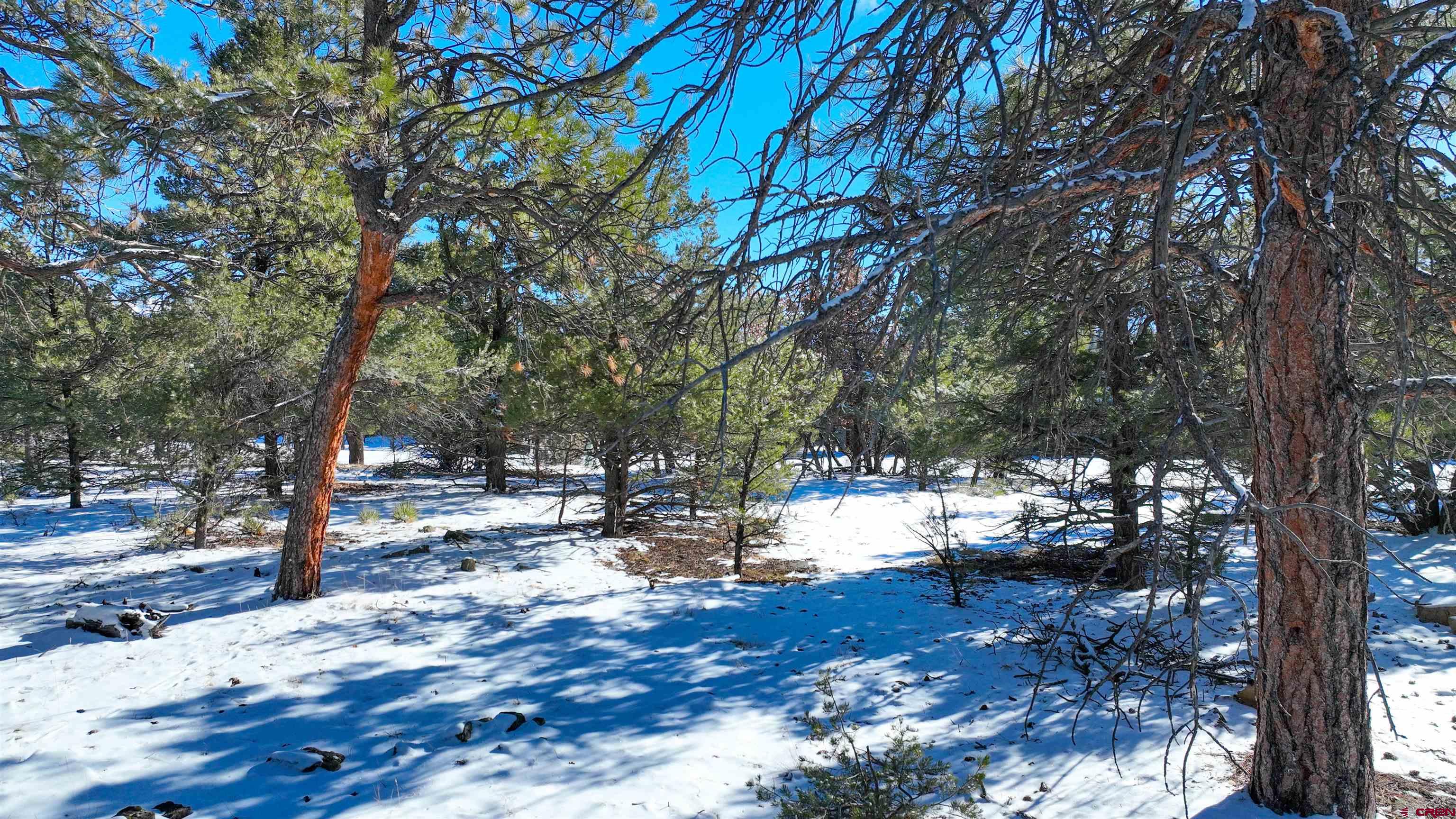 681 Marmot Drive Ridgway, CO 81432 - Photo 6 of 28 a view of a yard with wooden fence and trees