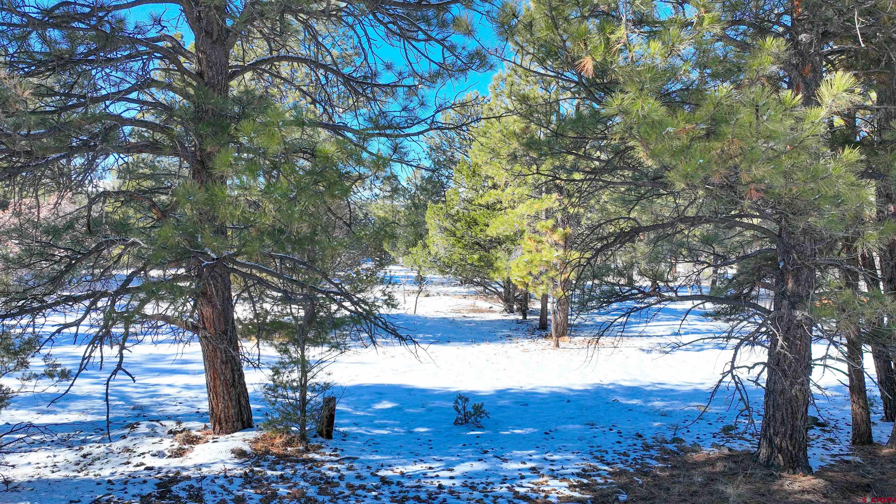 681 Marmot Drive Ridgway, CO 81432 - Photo 10 of 28 a view of yard with tree in the background