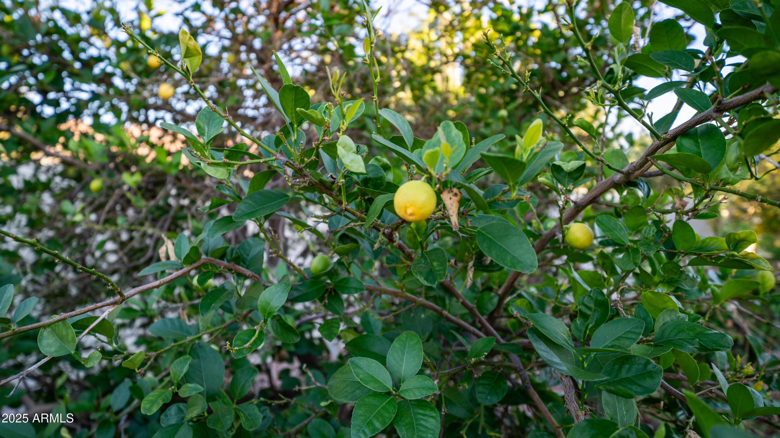 657 South Copper Drive Apache Junction, AZ 85120 - Photo 42 of 44 a backyard of a house with lots of green space