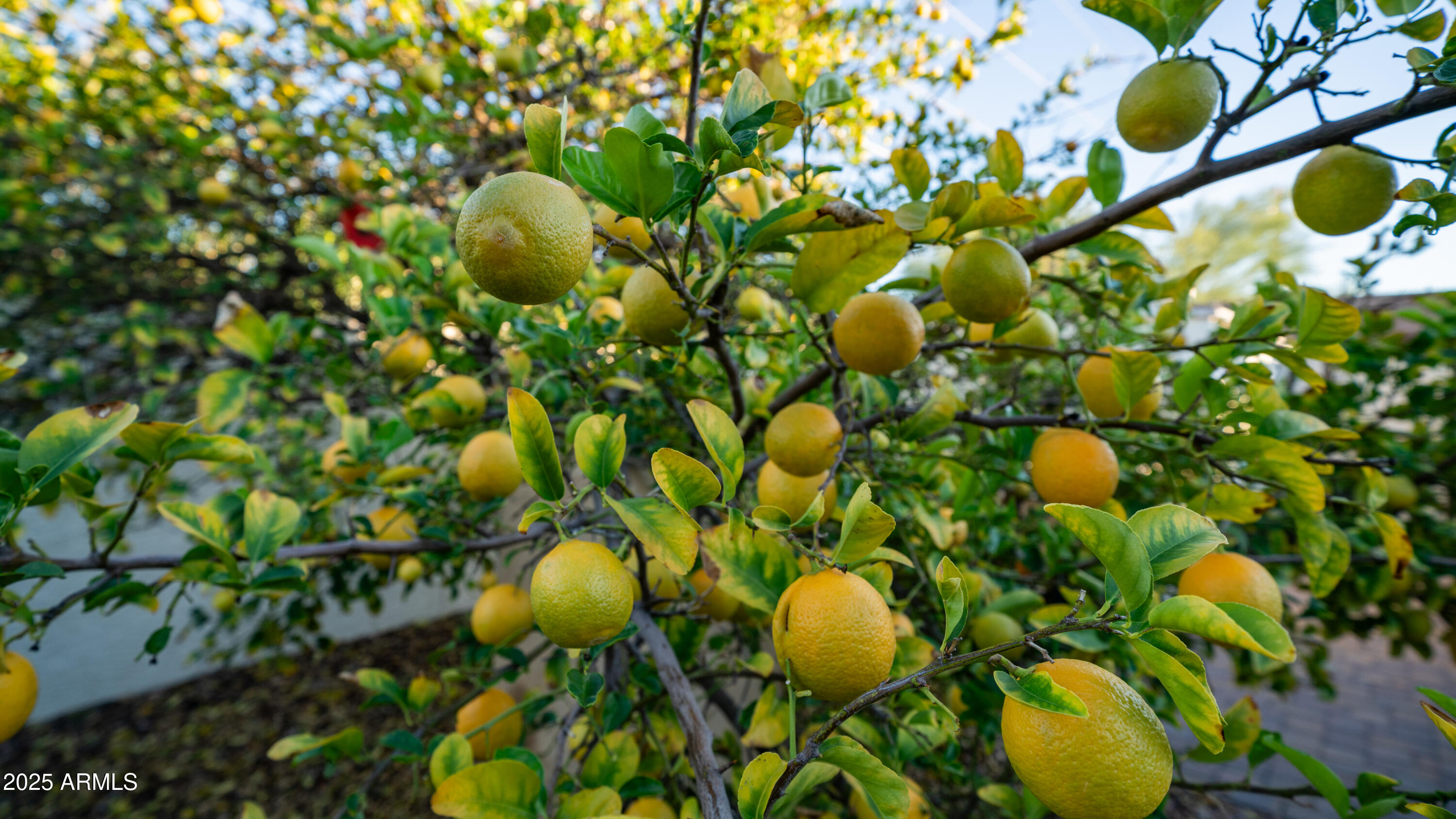 657 South Copper Drive Apache Junction, AZ 85120 - Photo 44 of 44 a view of a plant in a garden