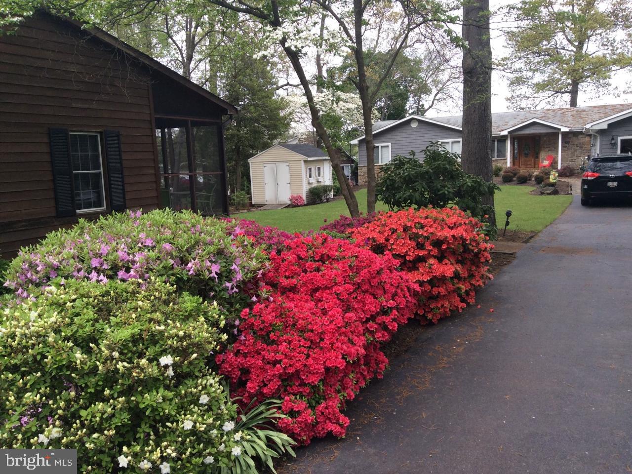 495 Maple Road Severna Park, MD 21146 - Photo 41 of 49 Spring in bloom.