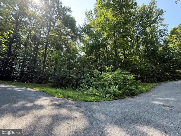 a view of a road with plants and trees