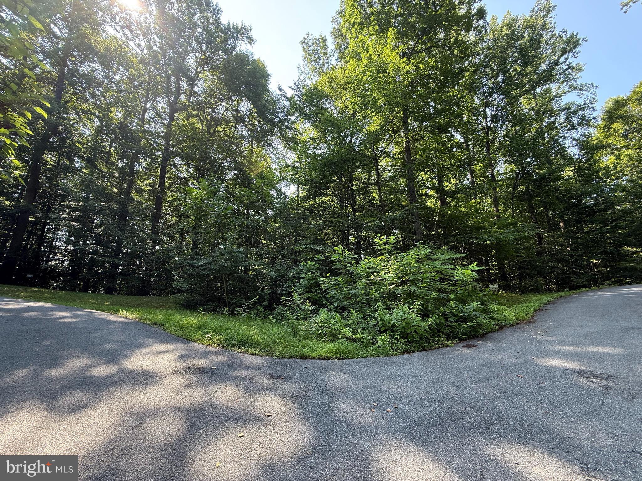 a view of a road with plants and trees