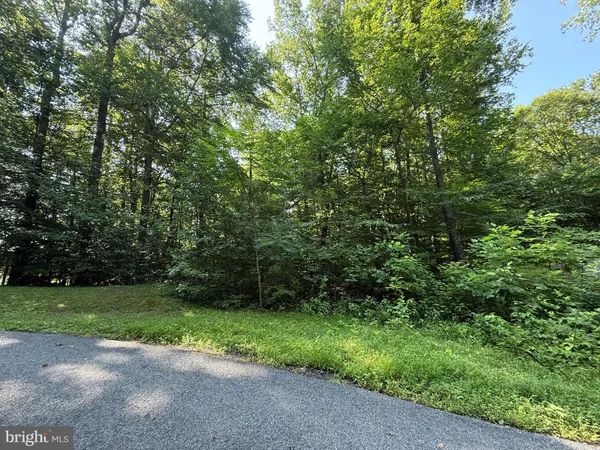 a view of a yard with plants and trees