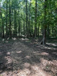 46 Davis Road Hiram, GA 30141 - Photo 9 of 17 a view of a forest with trees in the background