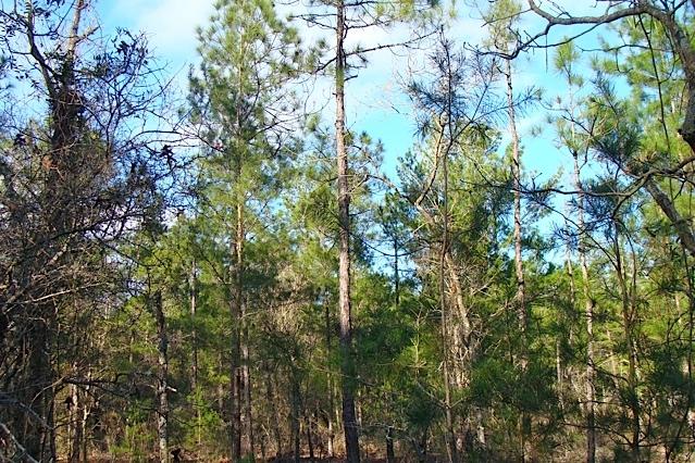 1.3-ac West Huckaba Road DeFuniak Springs, FL 32435 - Photo 8 of 9 Lightly Wooded Lot