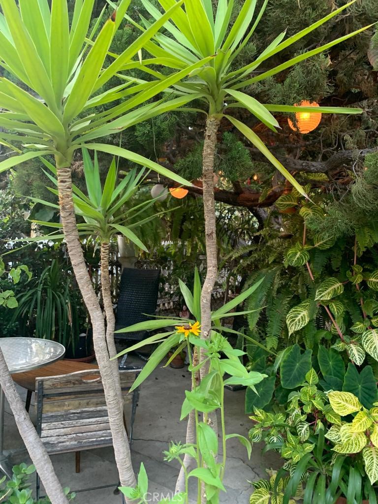 34 Ozone Avenue, Unit 2 Venice, CA 90291 - Photo 9 of 12 a view of outdoor space with a potted plant