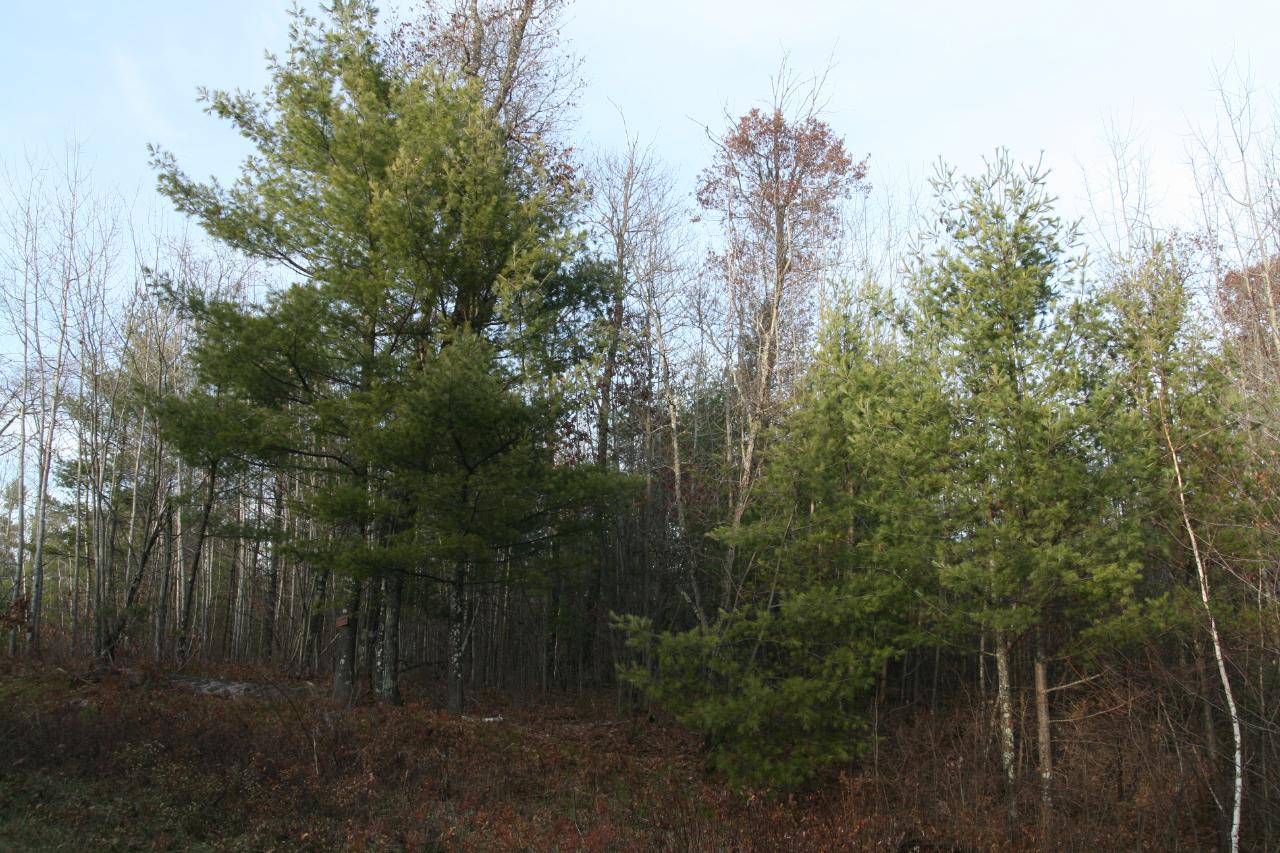 Lot 2 Packers Road Lake Tomahawk, WI 54539 - Photo 2 of 9 Gallery Image 2