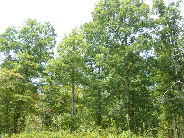 6031 Garrison Springs Road Franklin, TN 37064 - Photo 9 of 15 Gallery Image 9