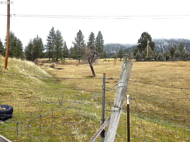 a view of a yard with an trees