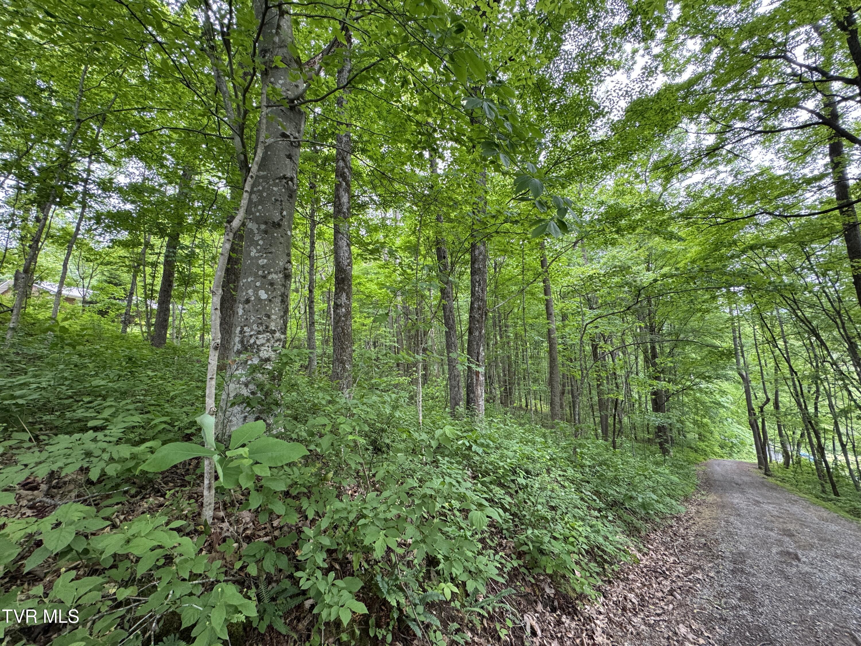 649 Sugar Run Road Jonesville, VA 24263 - Photo 21 of 31 DRIVEWAY WITH PART OF LOT