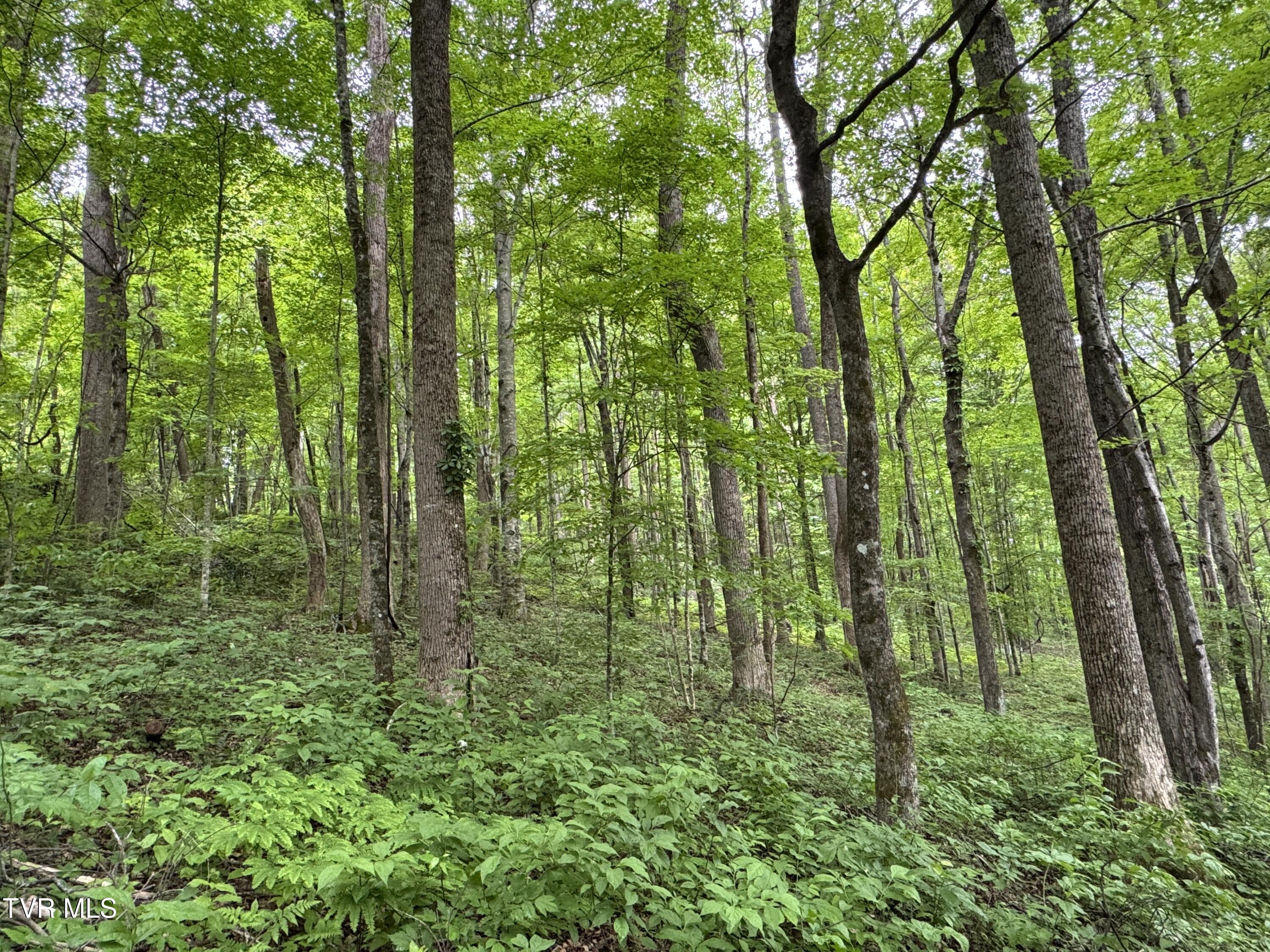 649 Sugar Run Road Jonesville, VA 24263 - Photo 23 of 31 LEFT FRONT VIEW OF WOODED ACREAGE