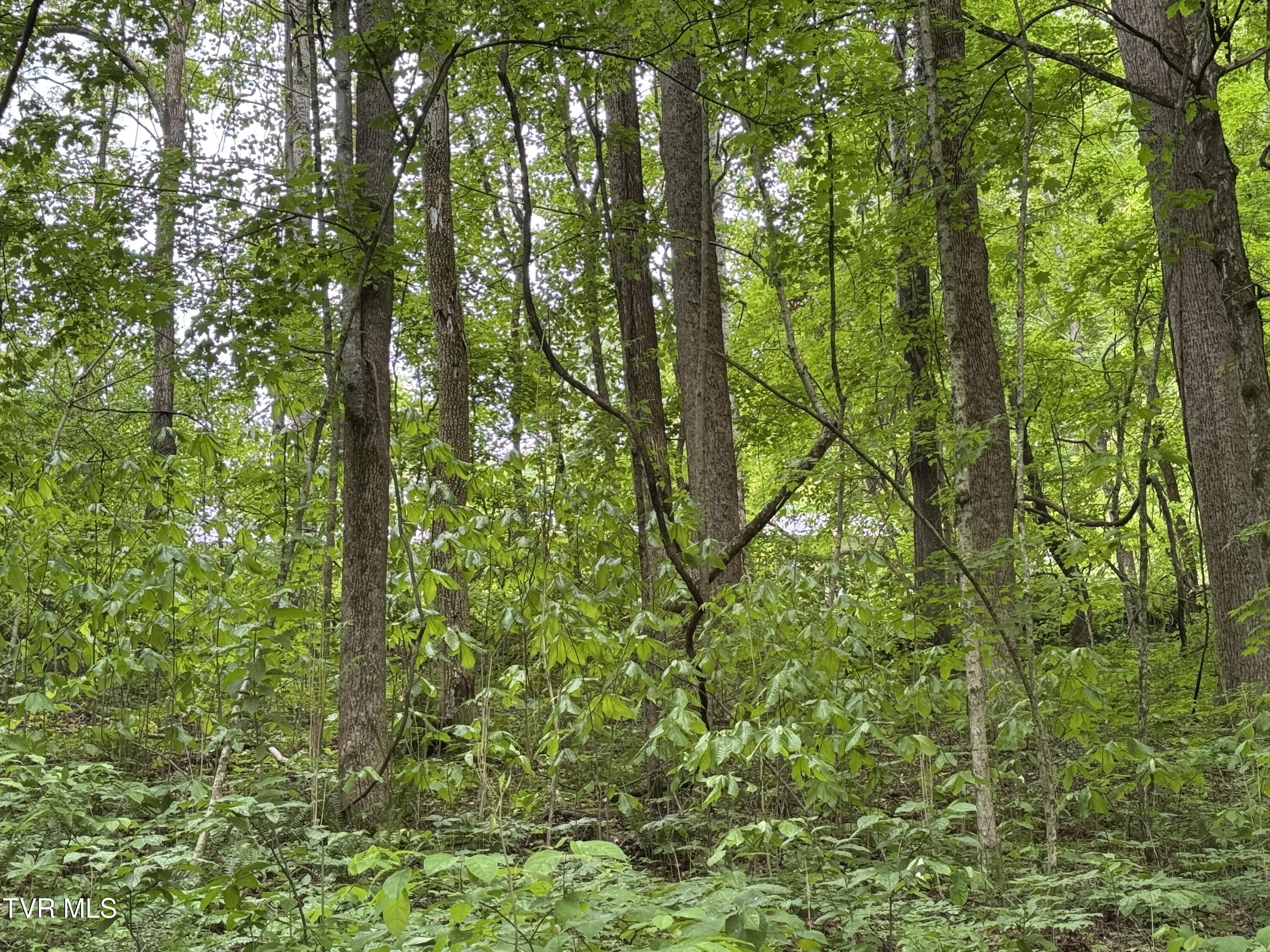 649 Sugar Run Road Jonesville, VA 24263 - Photo 24 of 31 MORE OF WOODED ACREAGE