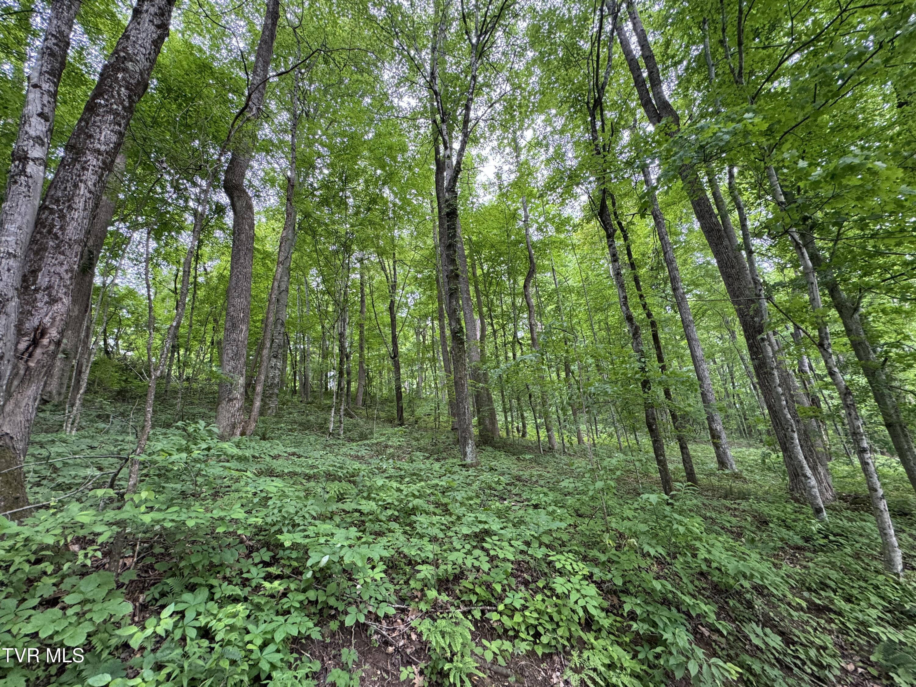 649 Sugar Run Road Jonesville, VA 24263 - Photo 25 of 31 WOODED ACREAGE FROM DRIVEWAY