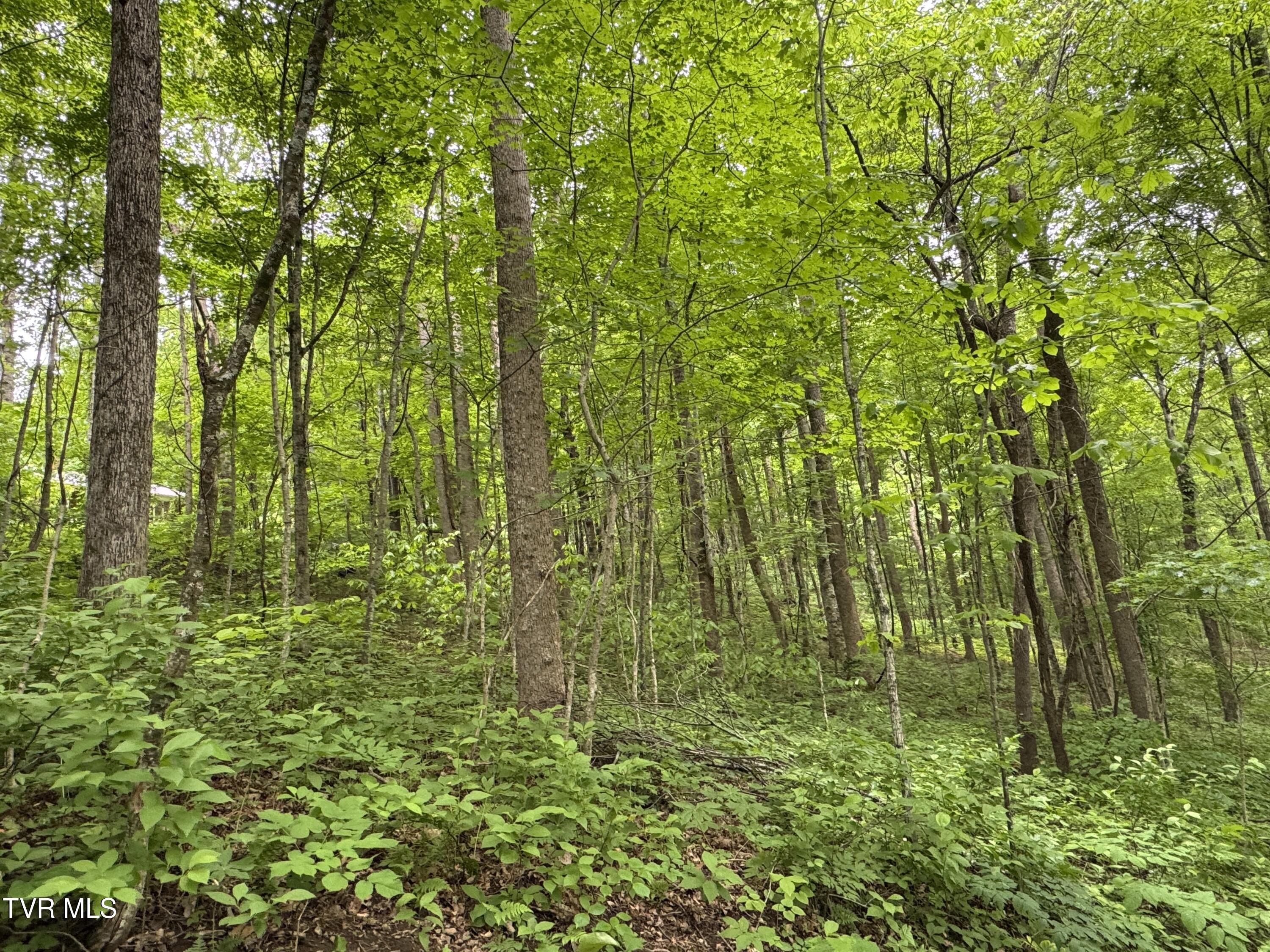 649 Sugar Run Road Jonesville, VA 24263 - Photo 26 of 31 WOODED PART OF LOT WITH HOUSE BARELY VIS