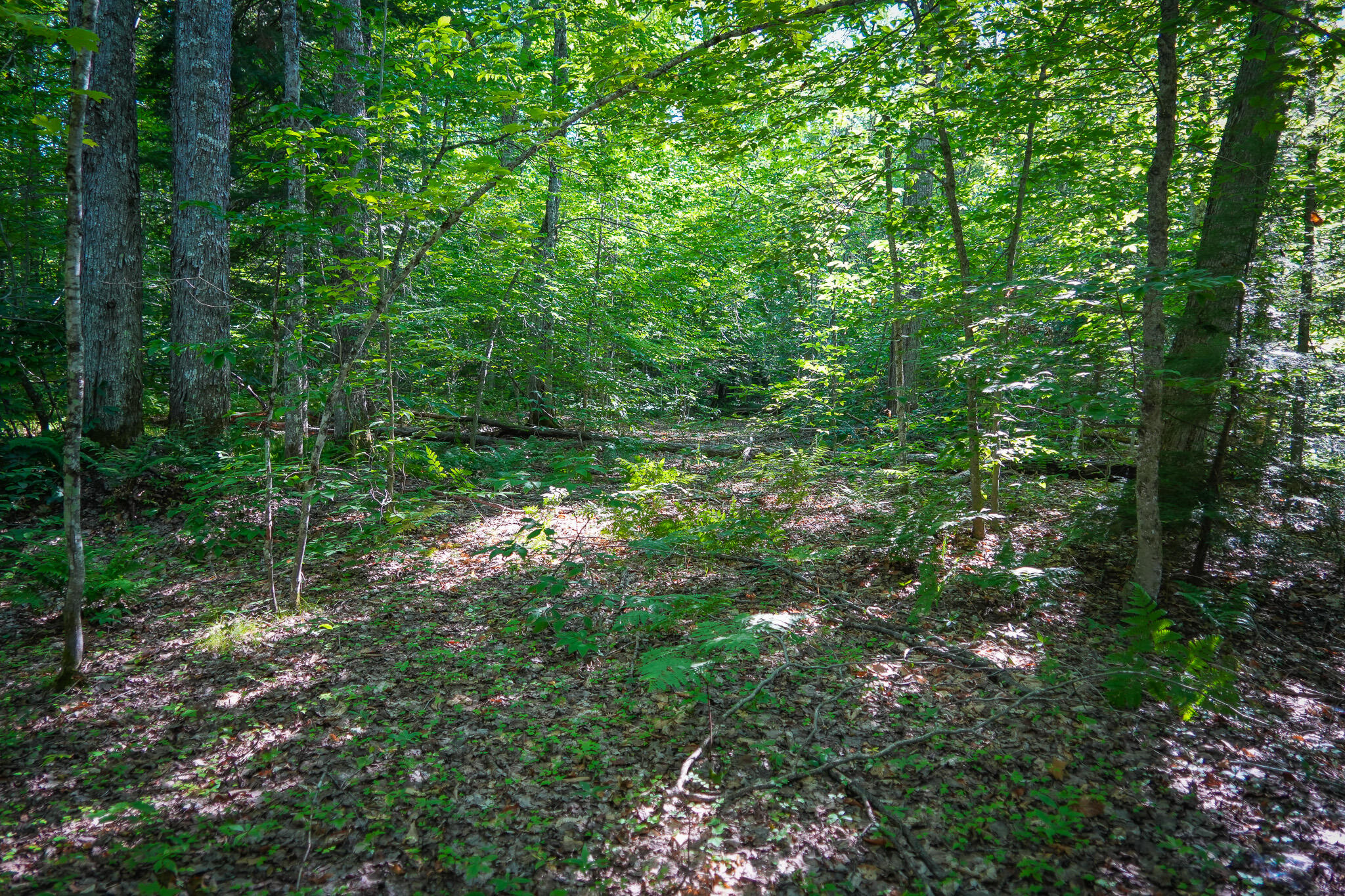 3505 Timber Lost Road Paradise, MI 49768 - Photo 40 of 63 DSC01373