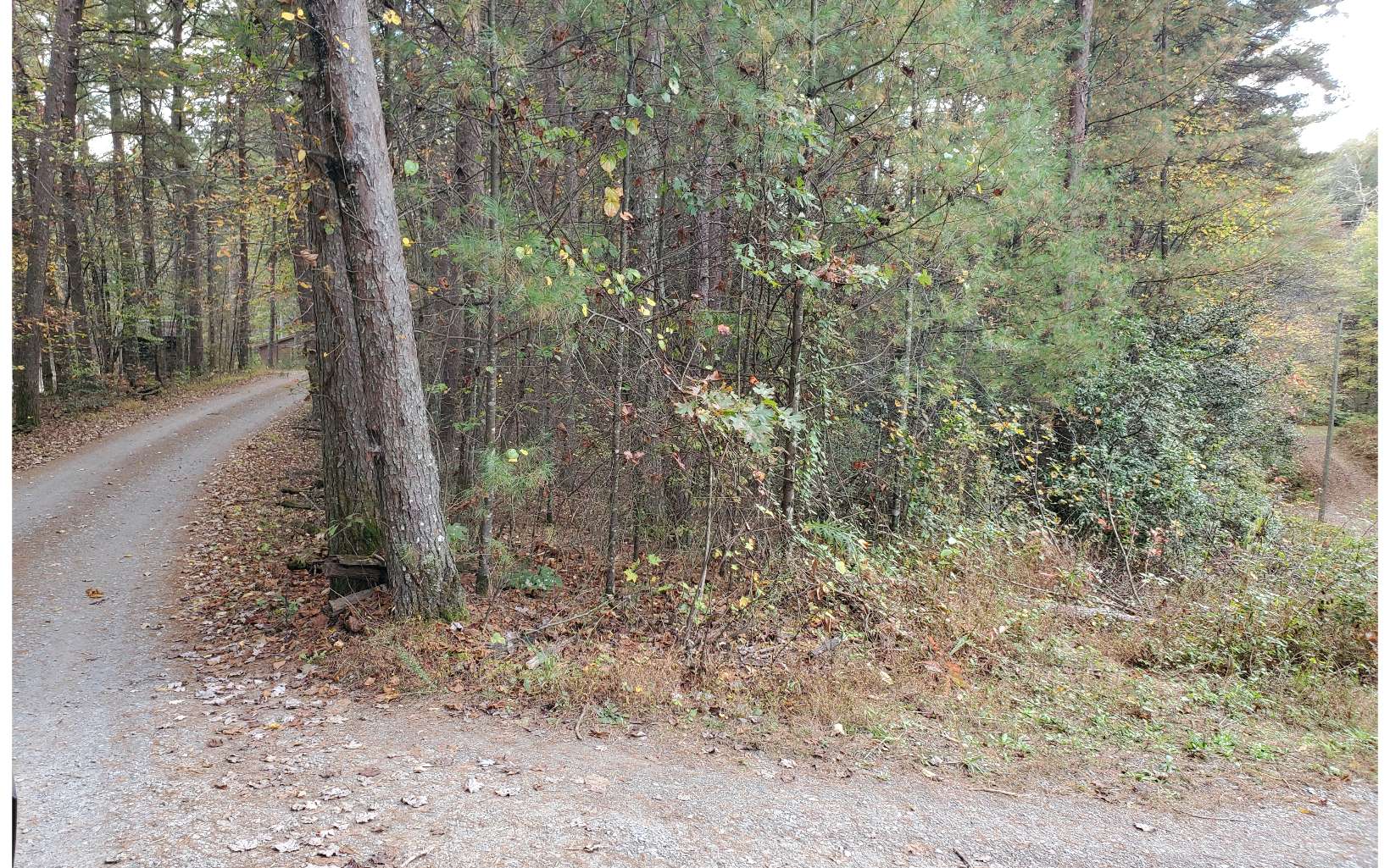 Deer Trail, Unit 11 Blue Ridge, GA 30513 - Photo 1 of 1 a view of a forest filled with trees