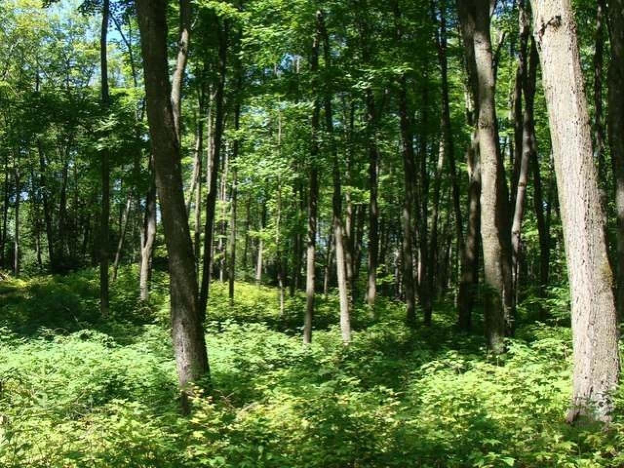 Lot 33 Gemstone Road Presque Isle, WI 54557 - Photo 8 of 9 Gallery Image 8
