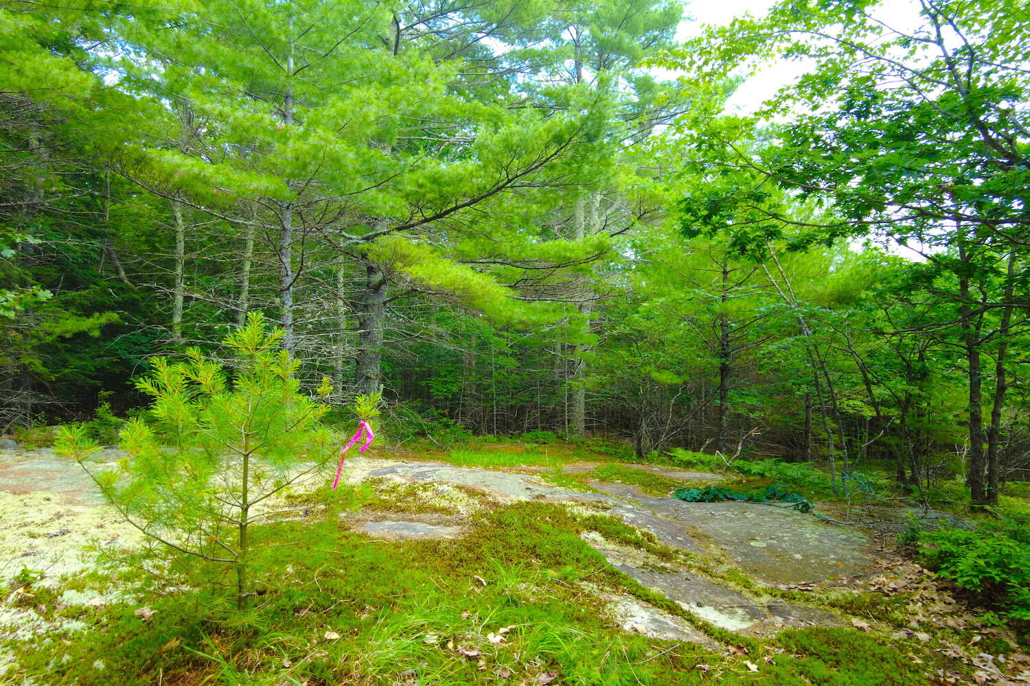 Tbd Roberts Pond Road Lyman, ME 04002 - Photo 24 of 37 Clearing