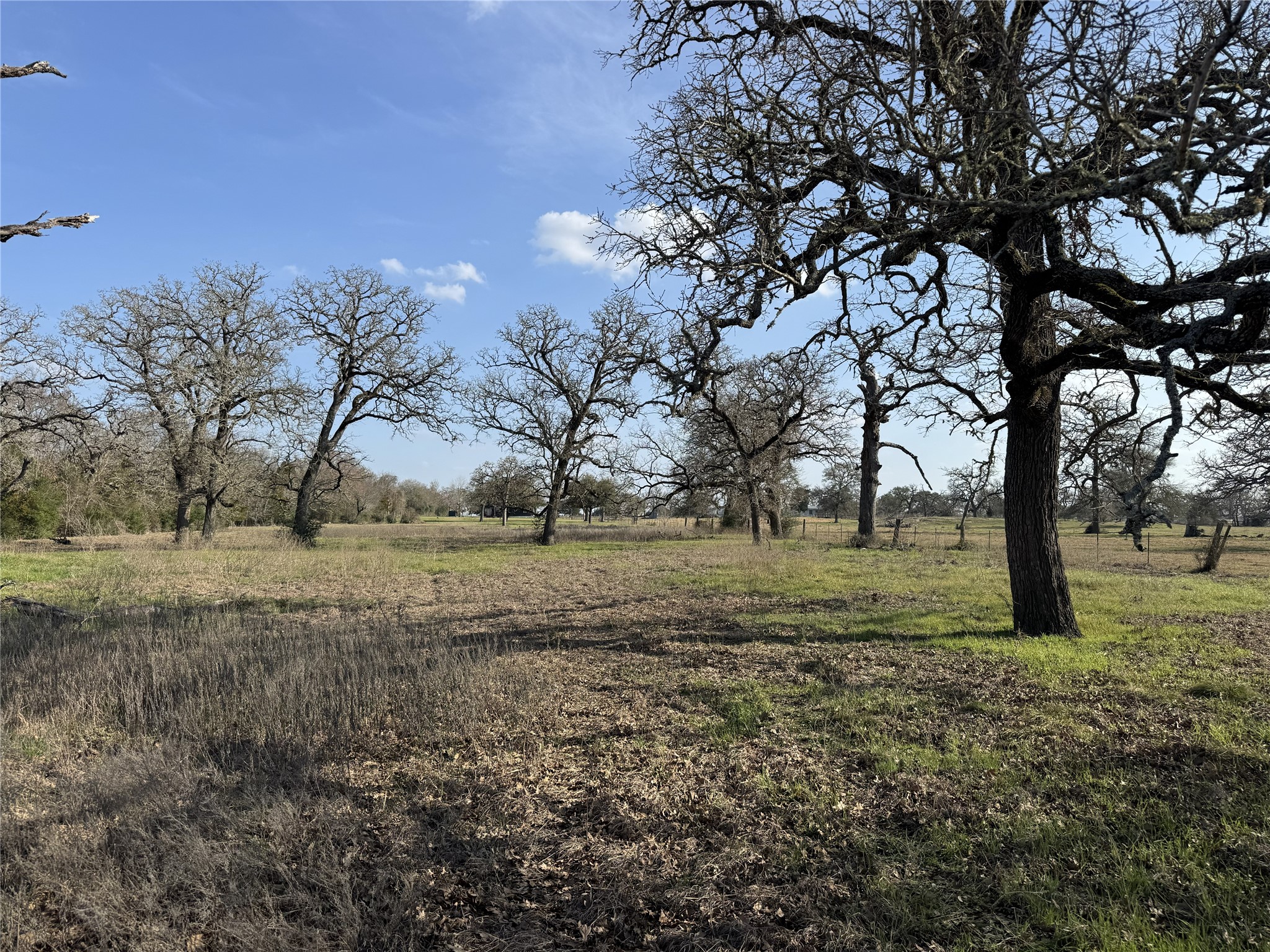 Tbd Lewis Road Burton, TX 77835 - Photo 2 of 12 a view of dirt yard with a tree