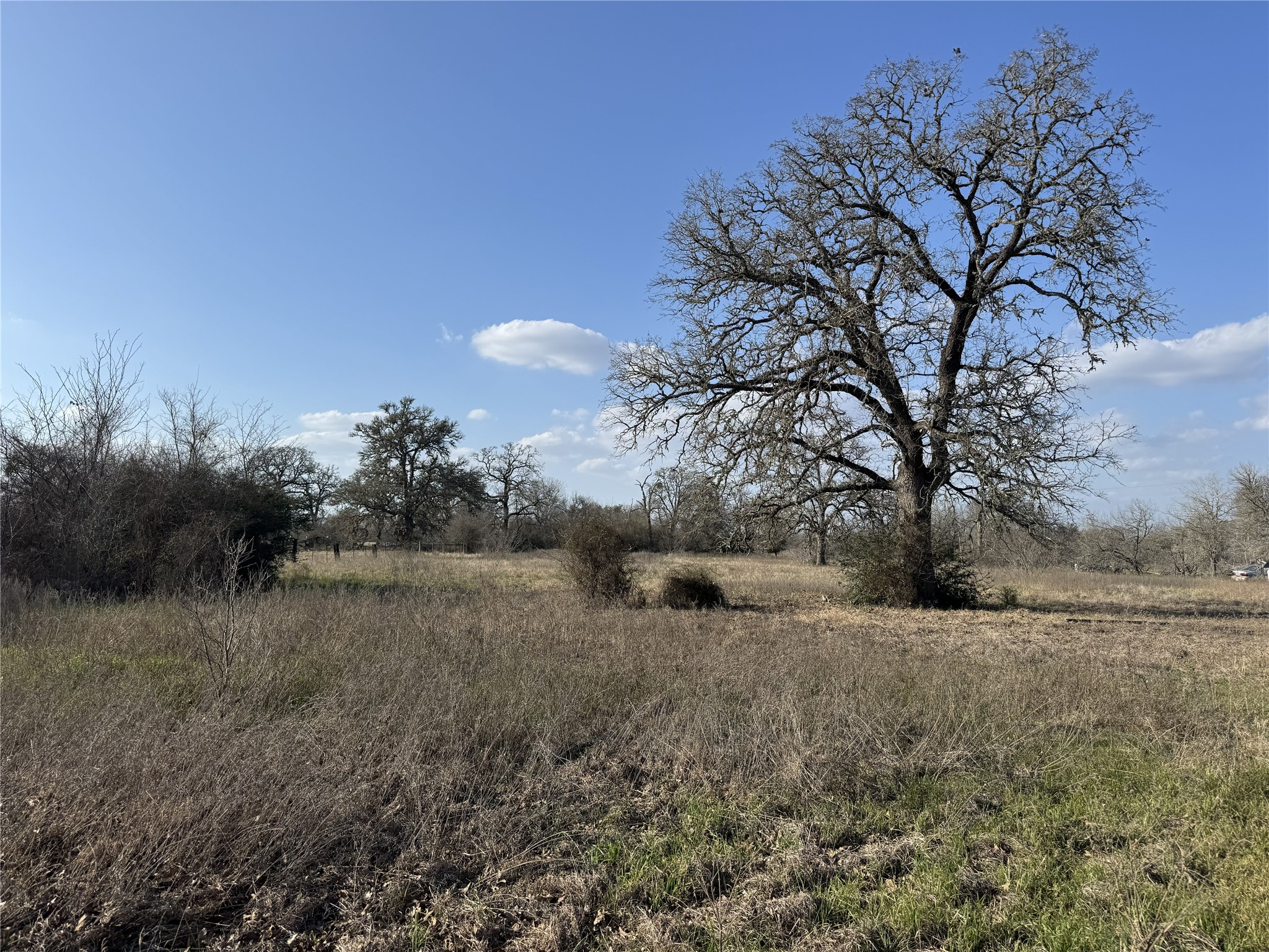Tbd Lewis Road Burton, TX 77835 - Photo 3 of 12 a view of a dry yard with trees