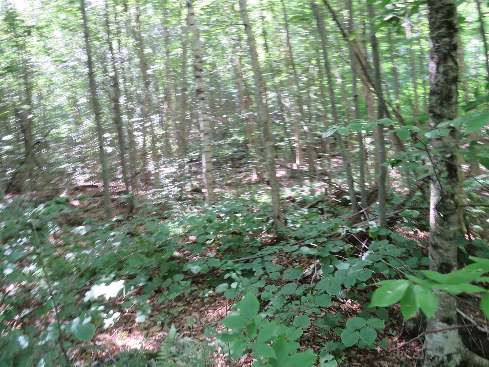 Lot 7-8 Hebron Road Alexandria, NH 03222 - Photo 17 of 27 Gallery Image 17