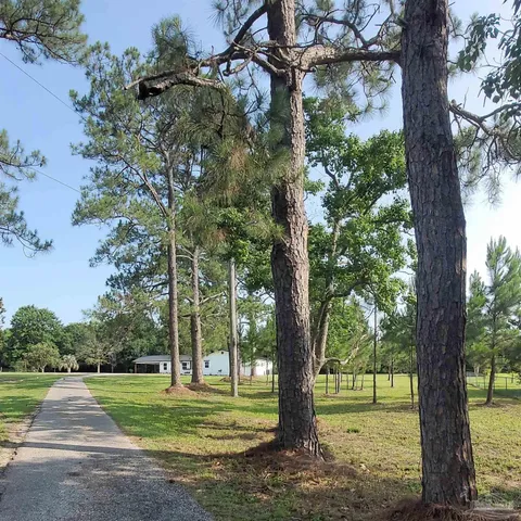 a view of a yard with a tree and a yard