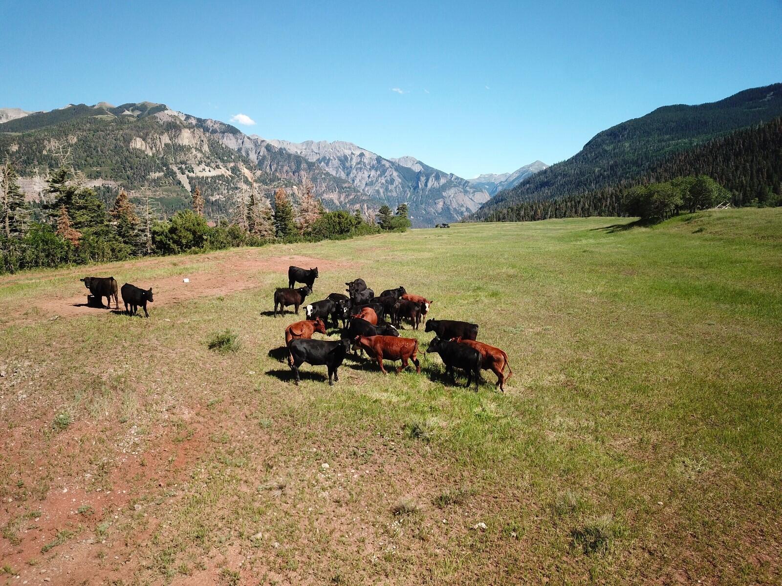 1461 Co Rd 17 Ridgway, CO 81432 - Photo 7 of 14 H DJI_0085