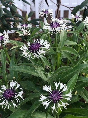 114 River Street Hudson, MA 01749 - Photo 30 of 40 a view of a flower in a garden