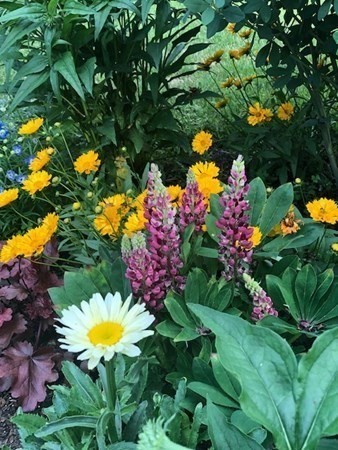 114 River Street Hudson, MA 01749 - Photo 37 of 40 a view of a flower