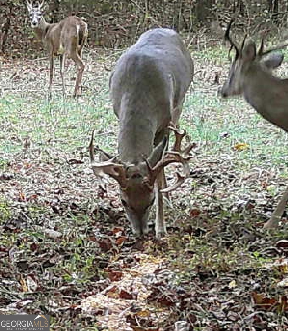 787 Parham Town Road Bowman, GA 30624 - Photo 46 of 49 a view of a backyard